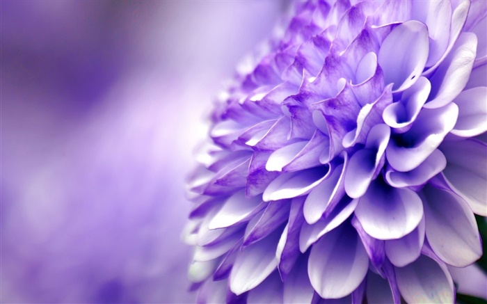 藍紫色的花，菊花，微距攝影 桌布 圖片