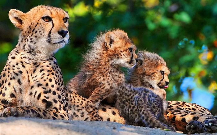 獵豹系列，大型貓科動物 桌布 圖片