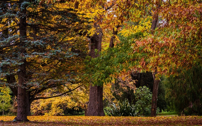 新西蘭基督城，公園，樹木，葉子，秋天 桌布 圖片