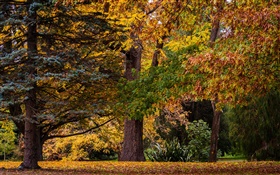 新西蘭基督城，公園，樹木，葉子，秋天 高清桌布