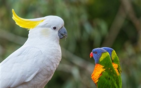 鳳頭鸚鵡，多色吸蜜鸚鵡，鸚鵡 高清桌布