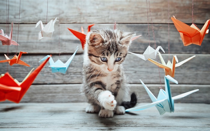 可愛的小貓，五顏六色的紙鳥 桌布 圖片