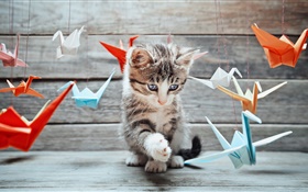 可愛的小貓，五顏六色的紙鳥 高清桌布
