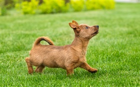 可愛的小狗，小獵犬，草坪，草 高清桌布