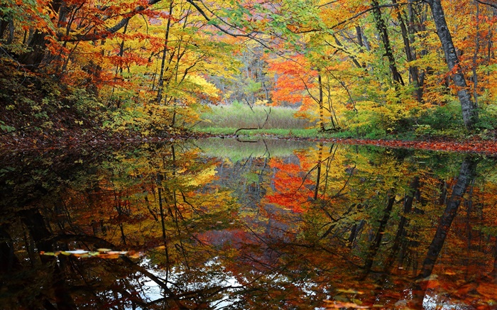 森林，湖泊，樹木，秋天 桌布 圖片