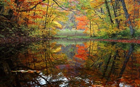 森林，湖泊，樹木，秋天 高清桌布