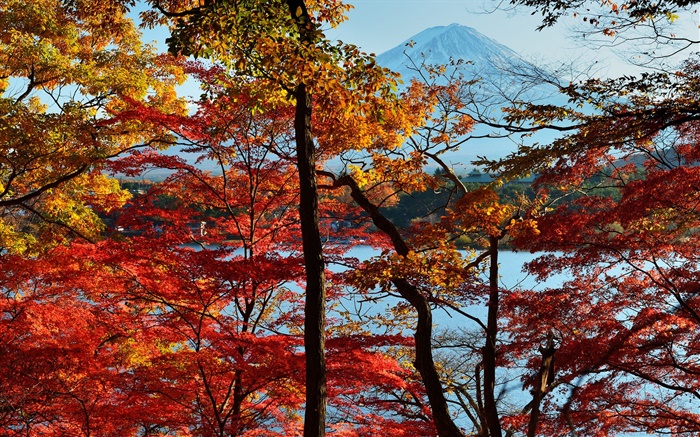 日本自然風光，秋季，樹木，紅葉，富士山 桌布 圖片