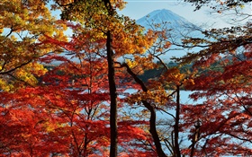 日本自然風光，秋季，樹木，紅葉，富士山