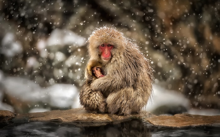 日本獼猴，猴子，冬天，雪，母親和嬰兒 桌布 圖片