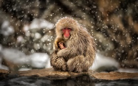 日本獼猴，猴子，冬天，雪，母親和嬰兒