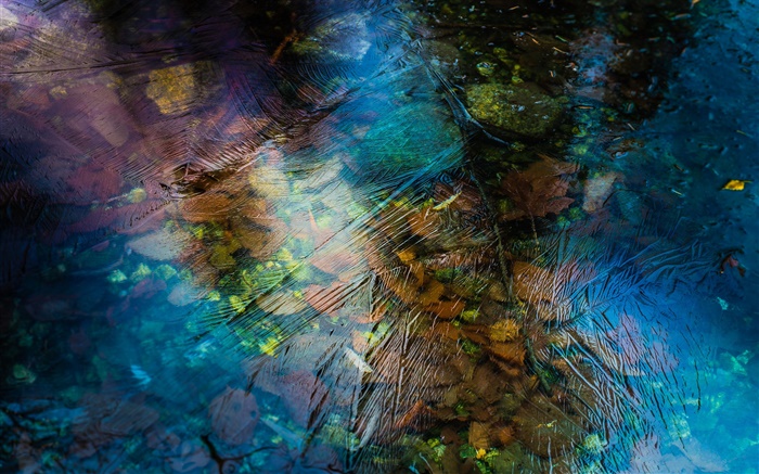 葉，水，冰，冬天 桌布 圖片