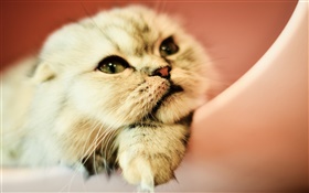 可愛的貓咪，臉，眼睛 高清桌布