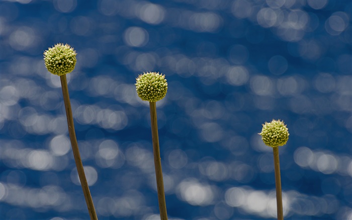 地中海花，撒丁島 桌布 圖片