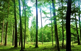 自然風光，夏天，森林，樹木，綠色，眩光 高清桌布