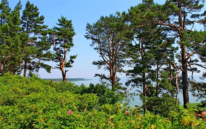 奈達，立陶宛，海岸，松樹，大海，藍天 桌布 圖片