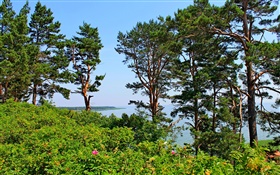 奈達，立陶宛，海岸，松樹，大海，藍天 高清桌布