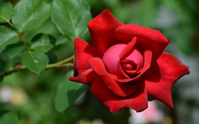 一個紅色玫瑰的花，背景虛化 桌布 圖片