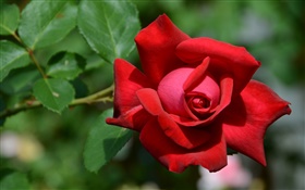 一個紅色玫瑰的花，背景虛化