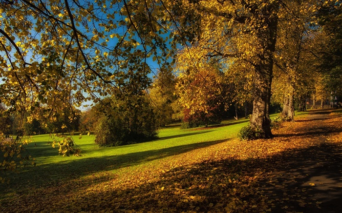 公園，秋天，樹木，黃色的葉子，地面 桌布 圖片