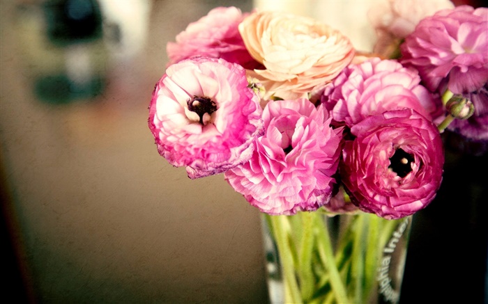 粉紅色的花朵，毛茛，花瓶 桌布 圖片
