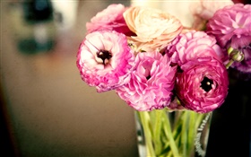 粉紅色的花朵，毛茛，花瓶 高清桌布