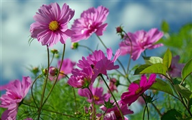 粉紅色的kosmeya花，夏 高清桌布