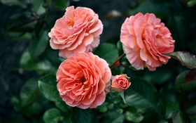 粉紅色的玫瑰花朵，花蕾，背景虛化 高清桌布