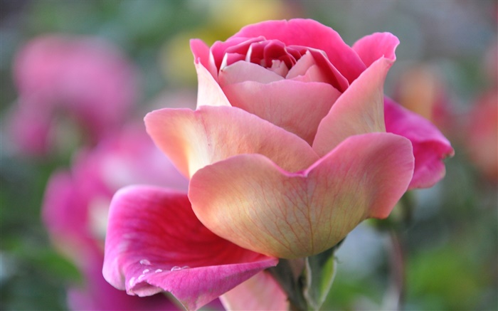 粉紅色的玫瑰，花瓣，花蕾 桌布 圖片