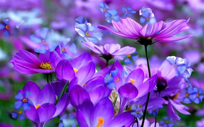 紫色番紅花的花朵，花瓣，宏，藝術油墨 桌布 圖片