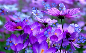 紫色番紅花的花朵，花瓣，宏，藝術油墨 高清桌布