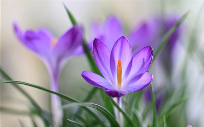 紫番紅花的花瓣，草，春天 桌布 圖片
