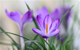 紫番紅花的花瓣，草，春天 高清桌布