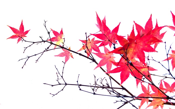 紅楓樹葉，樹枝，秋，白色背景 桌布 圖片