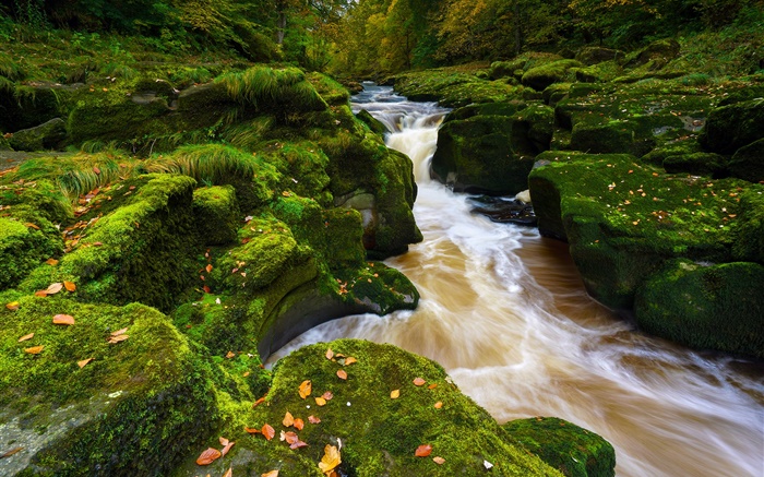 沃夫河，北約克郡，英格蘭，石頭，青苔，秋天 桌布 圖片