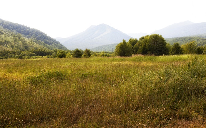 俄羅斯堪察加半島，山，樹，草 桌布 圖片