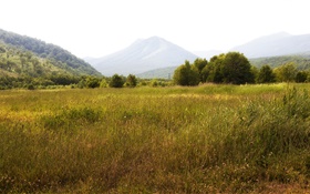 俄羅斯堪察加半島，山，樹，草 高清桌布
