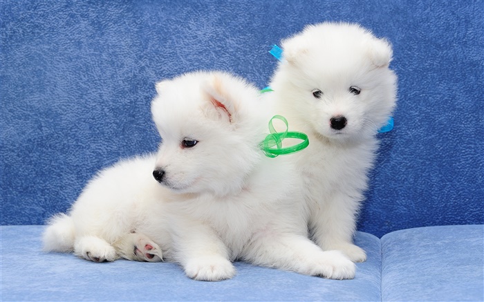 薩摩耶，白色的狗，小狗 桌布 圖片