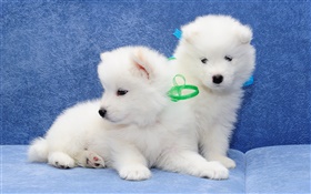 薩摩耶，白色的狗，小狗 高清桌布