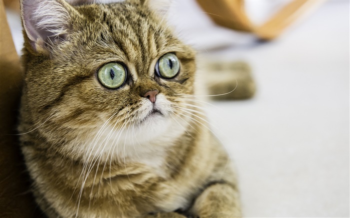 短毛貓，可愛的小貓，眼睛，臉 桌布 圖片