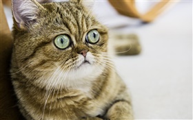 短毛貓，可愛的小貓，眼睛，臉 高清桌布