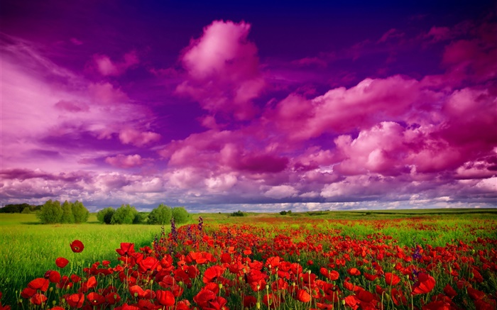天空，雲，場，花，紅罌粟 桌布 圖片