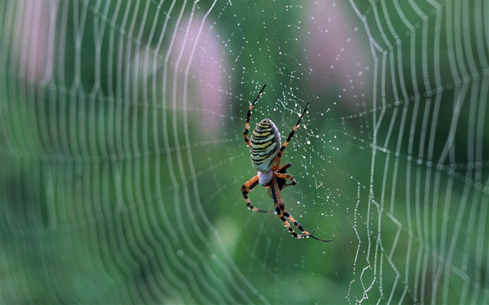 蜘蛛，蛛網，水滴 桌布 圖片