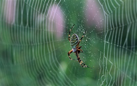蜘蛛，蛛網，水滴 高清桌布