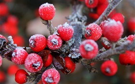 樹枝，紅色漿果，水果，霜