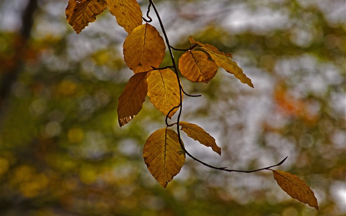 樹枝，黃色的葉子，秋天，背景虛化 桌布 圖片