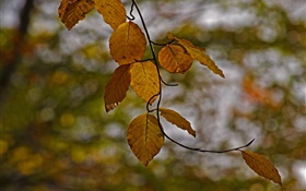 樹枝，黃色的葉子，秋天，背景虛化 高清桌布