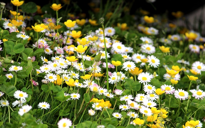 白菊花，黃色的花朵 桌布 圖片