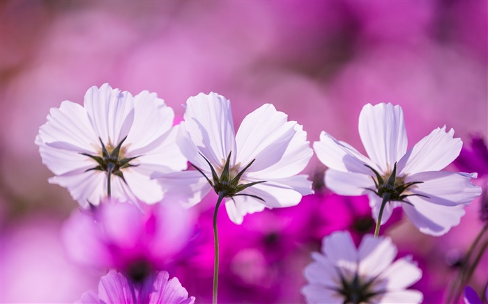 白色科斯米亞花，花瓣，紫色背景 桌布 圖片