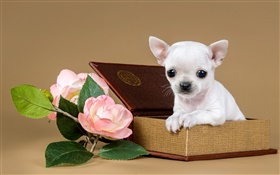 白色的小狗，鮮花，箱