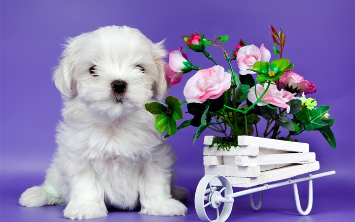 白色的小狗，粉紅色的玫瑰鮮花 桌布 圖片